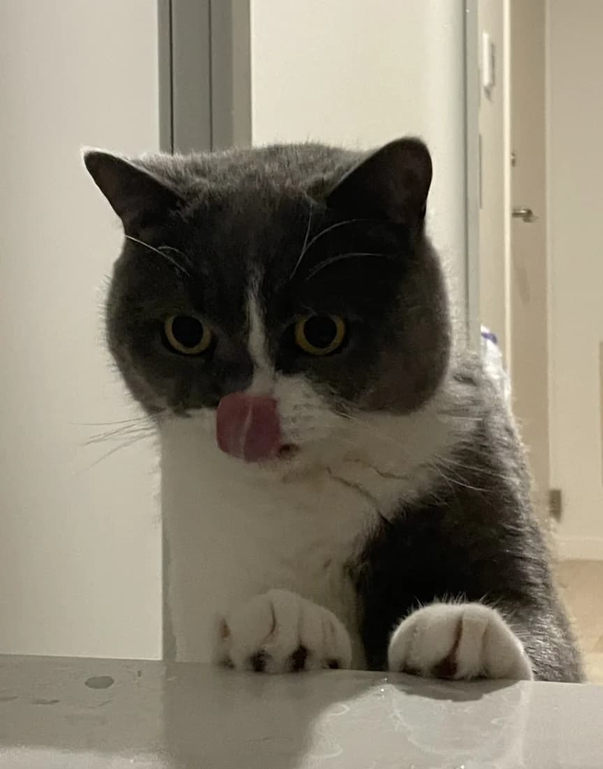 ココペリを見つめる猫